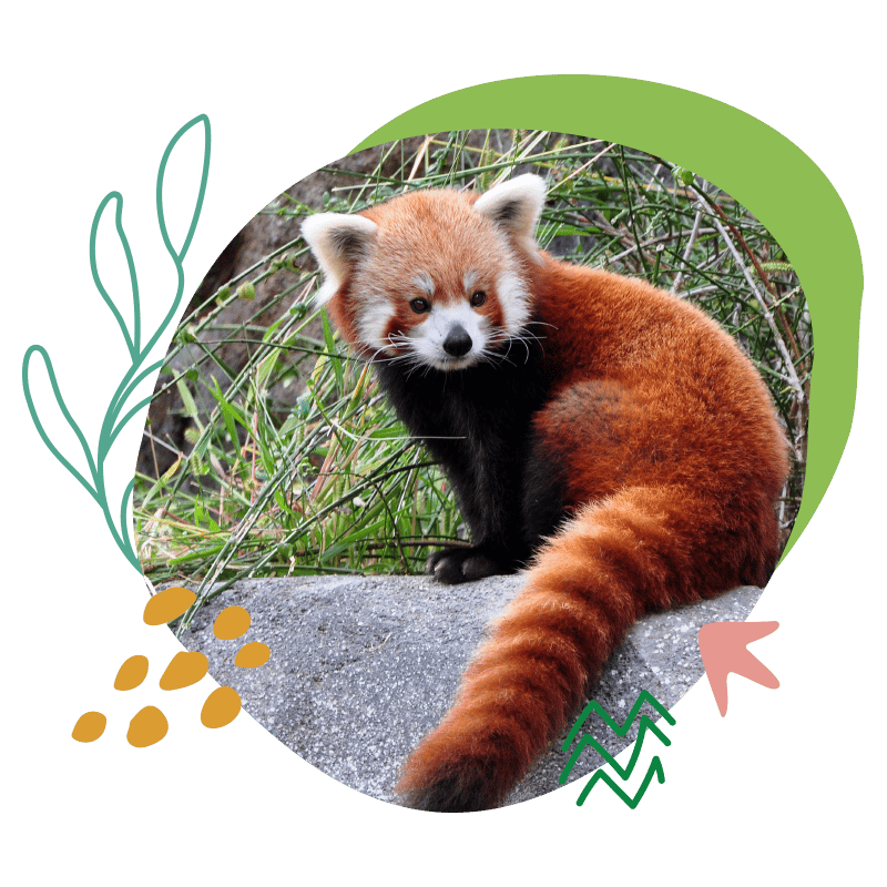 Pandas Roux - Parc Animalier d'Auvergne