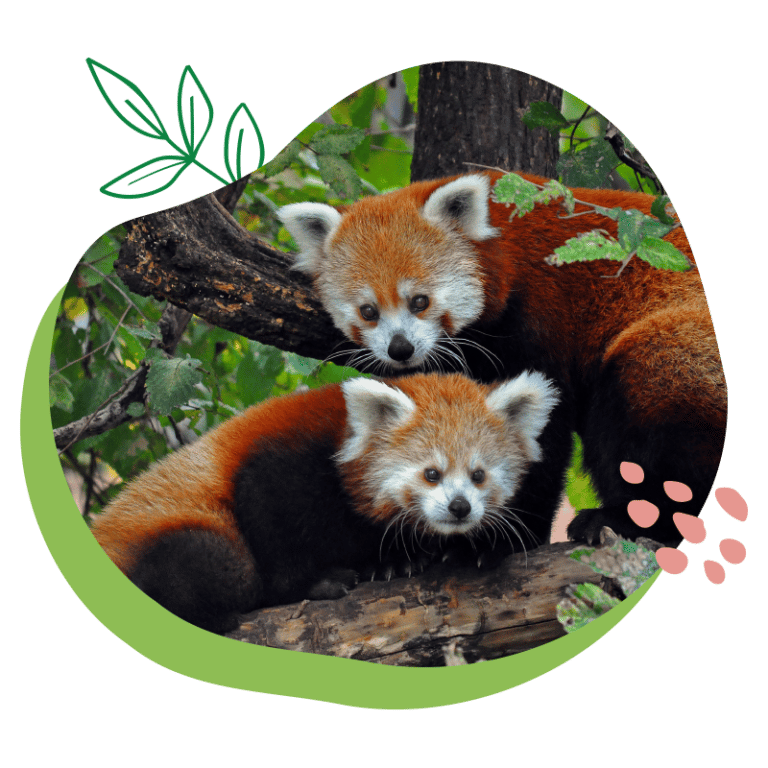 Pandas Roux Parc Animalier Dauvergne