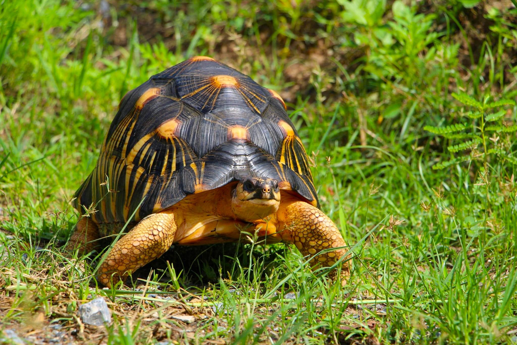 Tortues étoilées de Madagascar