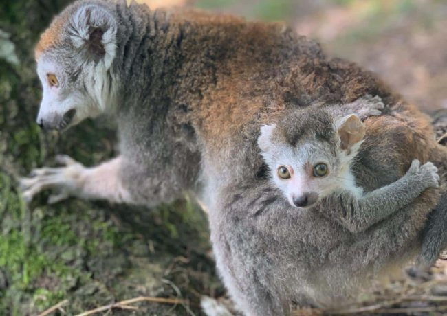 bébé Lému Courronné juillet 2024 (1)